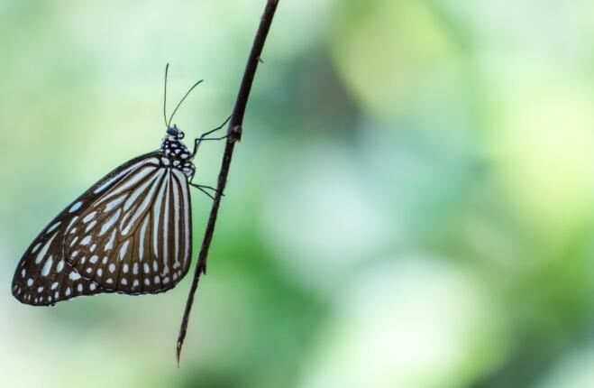 昆虫记读书笔记