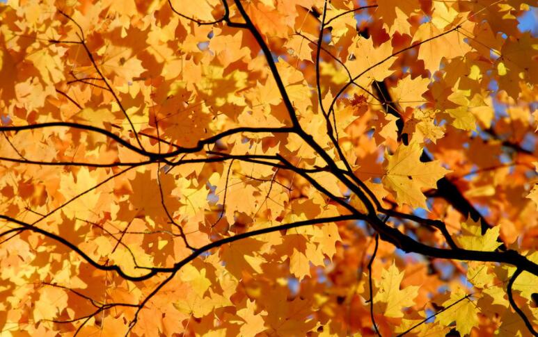 赞美九月的诗句文案有哪些