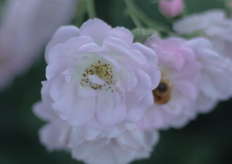 觉得自己好贱的说说文案