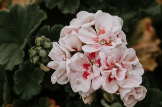 最表达相思的句子文案