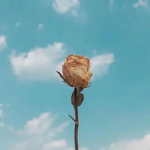 缺乏温暖的句子文案