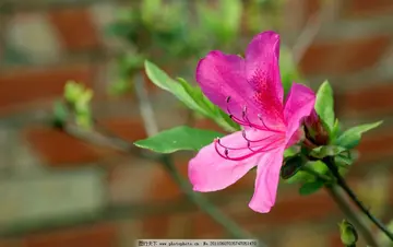 花绽放的优美句子文案