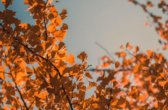 秋天的句子文案短句摘抄大全