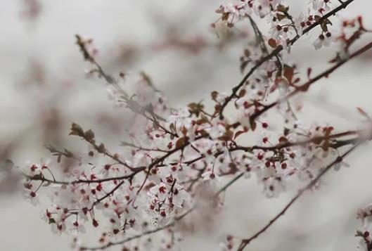 关于缘分的诗句文案