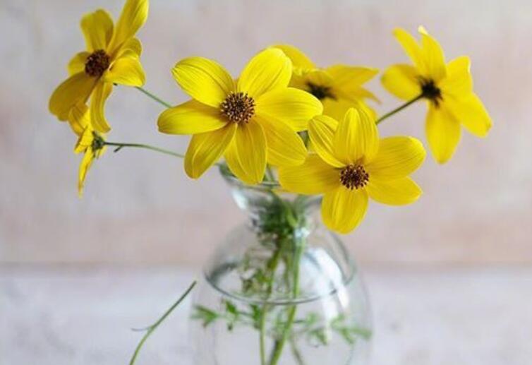 早安语录文案优美