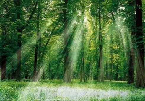 拥抱大自然的短句