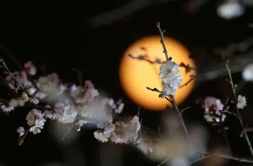 关于夜晚花开的诗句文案