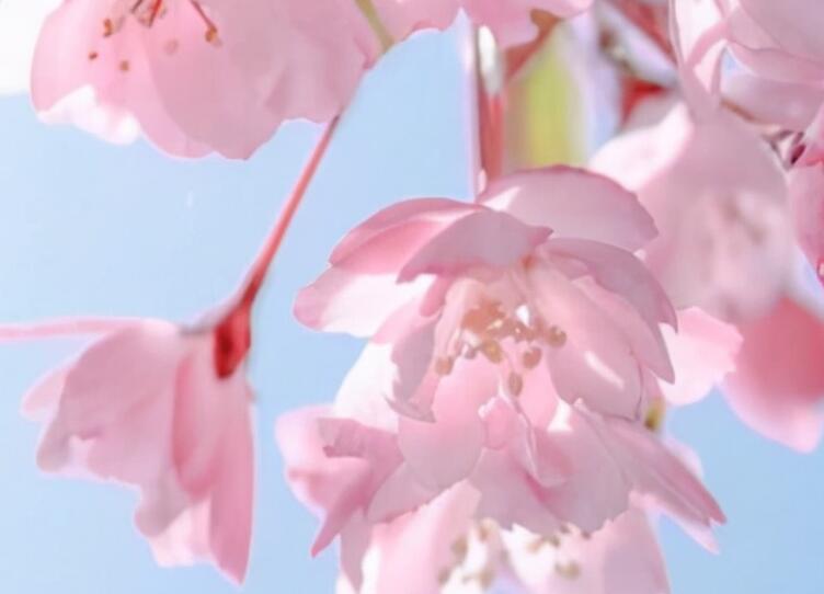 仙女的句子文案发朋友圈