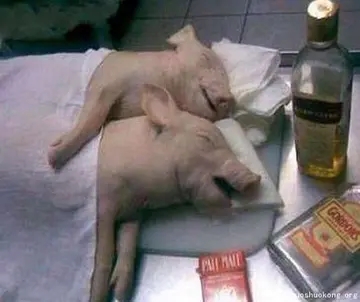 幽默的说说文案笑死人