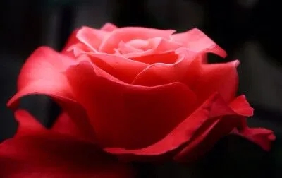 人生如玫瑰的经典语录文案