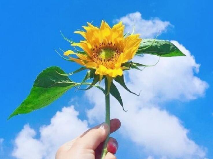 关于学会独立的名言