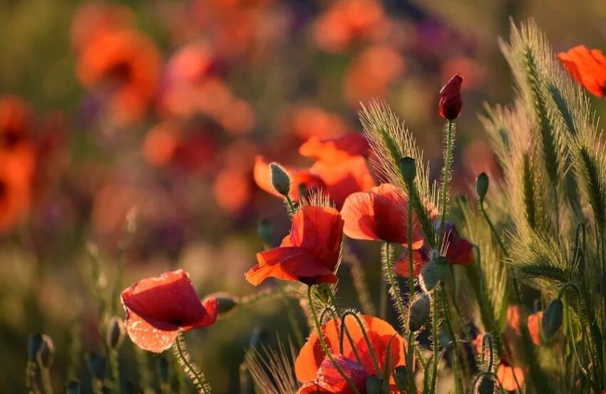 又长又唯美的情话文案