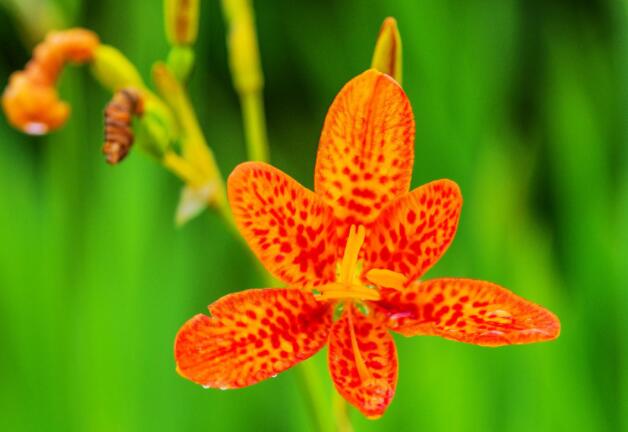 养花闲意唯美句子文案