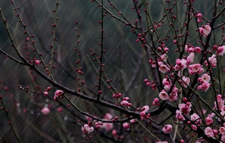 描写春雨滋润万物的句子文案