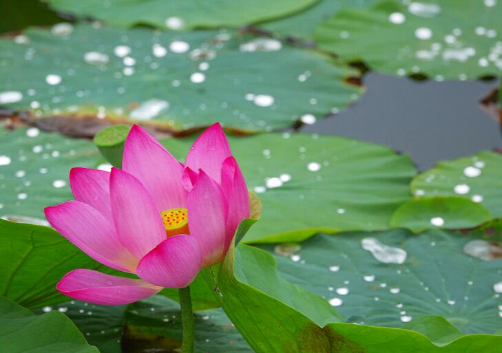 表示凉爽的诗句文案