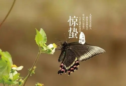 惊蛰祝福语简短