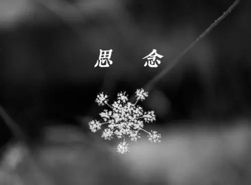 想念父母的句子文案