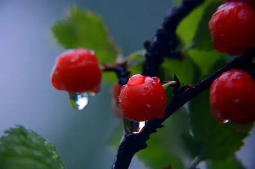 有关樱桃成熟了的语句文案