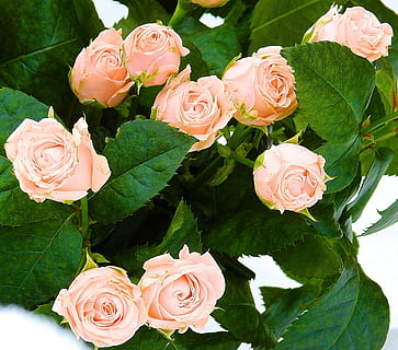 2024抖音最火情话文案