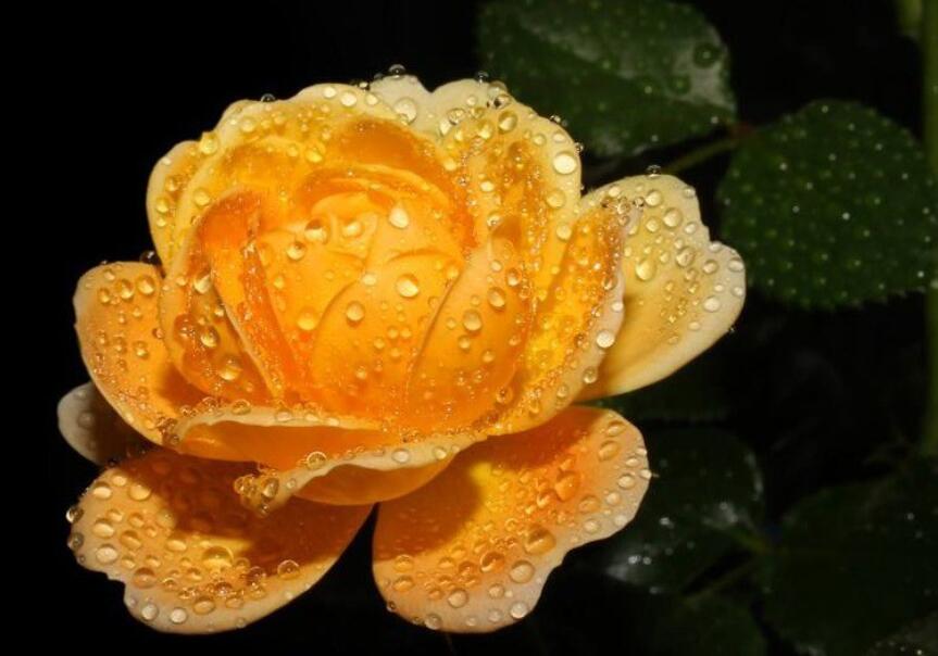 男孩生日诗句文案经典