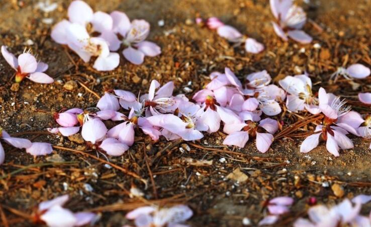 今天寒食节的说说文案