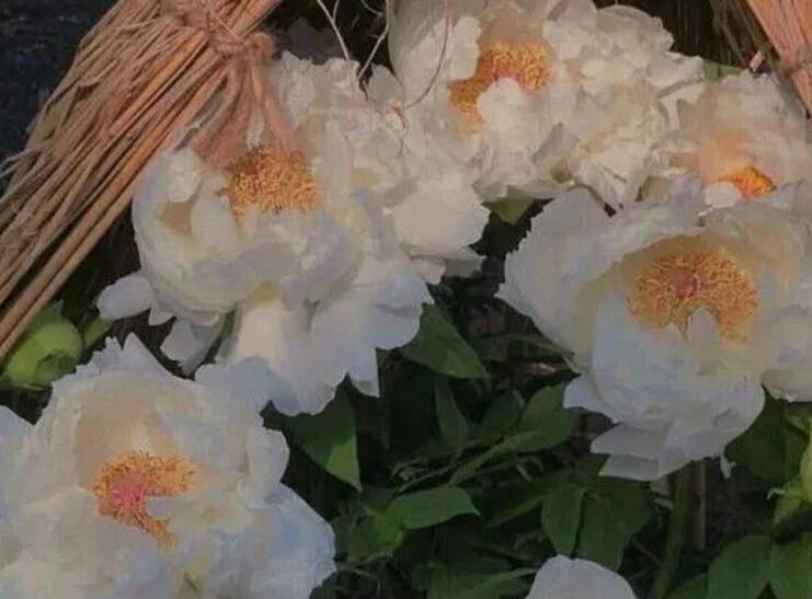 励志干净温柔的八字短句