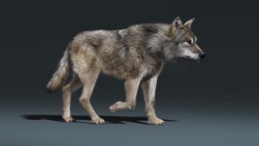 狼王梦的好词好句文案