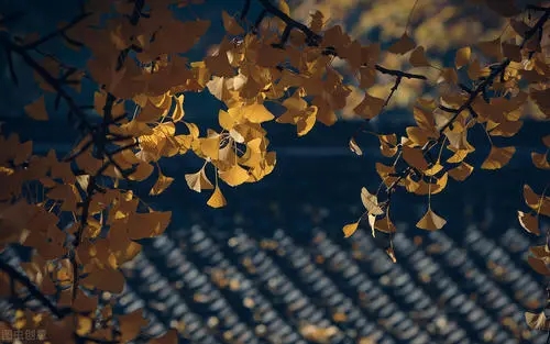 看透了人间的沧桑的句子文案