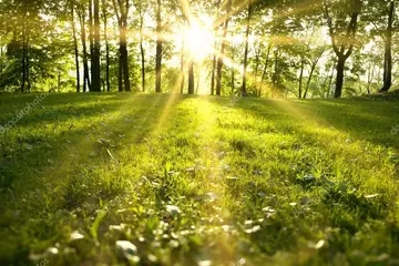 赞美春天阳光的句子文案