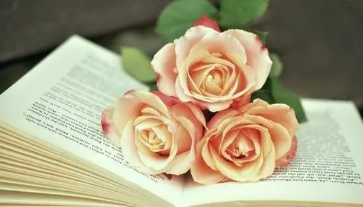 深情陪伴的美好句子文案