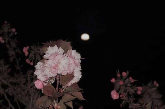 简单干净的八个字句子文案