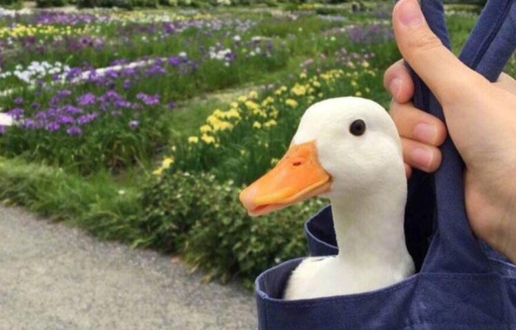 单身寻找爱情的诗句文案