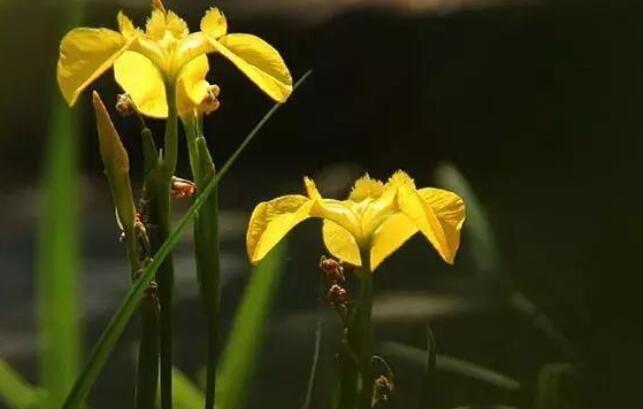 人无完人的经典句子文案