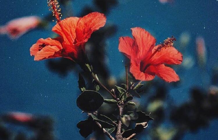 来生不做痴情人的短句