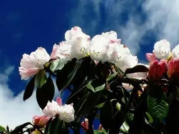 描写四季风景的句子文案