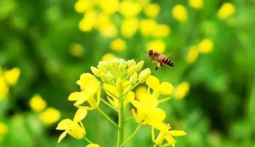 油菜花说说文案10个字