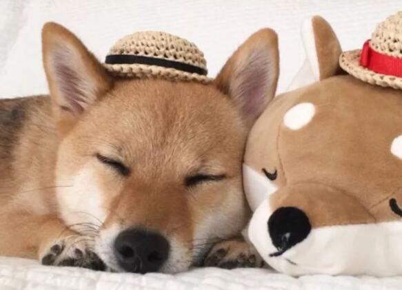 晒狗狗的说说文案短句