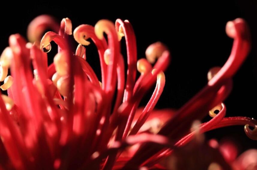 描写霜降的唯美句子文案