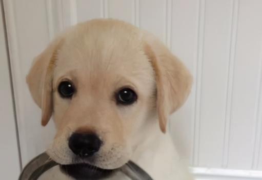 适合发狗狗的文案