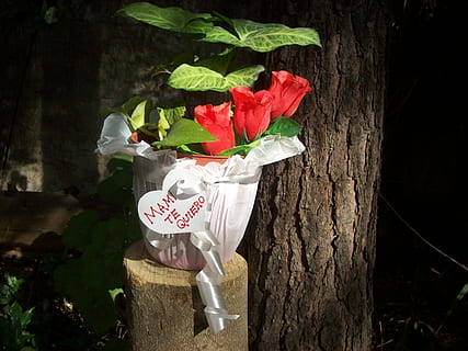 很甜很撩男生的短句