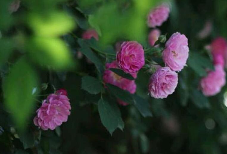 关于再回首的一段话