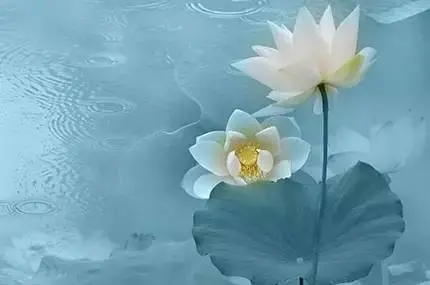 佛经中莲花最有禅意的句子文案