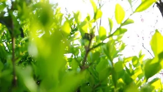 春天的优雅句子文案短句