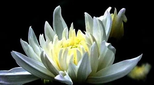 对逝世的人的哀悼的句子文案