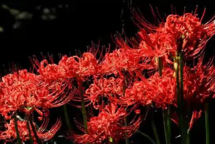 彼岸花个性签名伤感句子文案