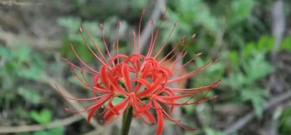 彼岸花的诗句文案