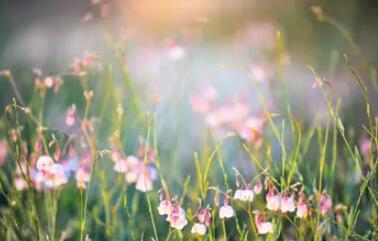 描写夏天的好词好句文案好段摘抄大全