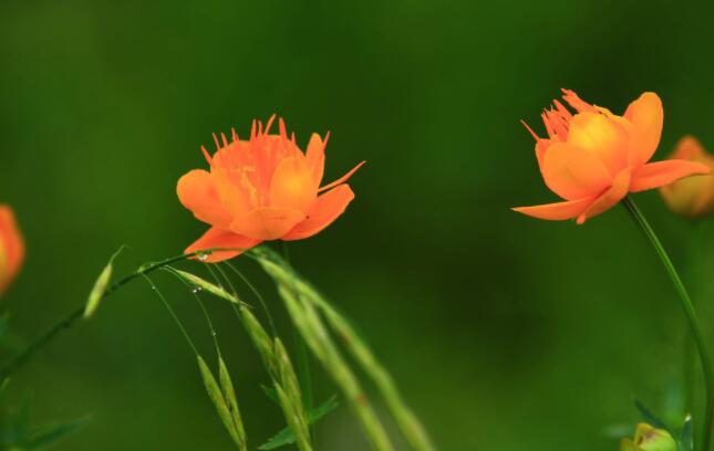 养花闲意唯美句子文案