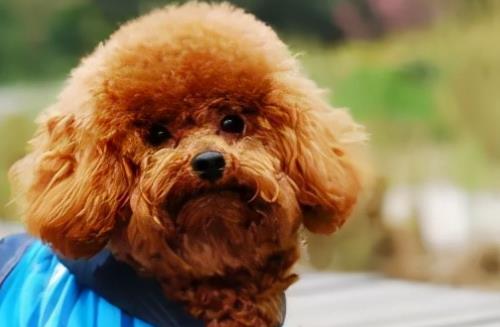 适合发狗狗的文案