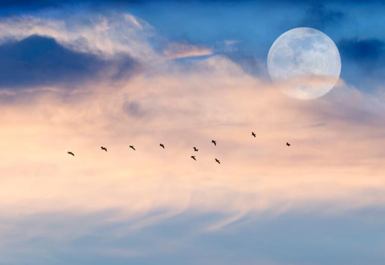 喜欢怎么去表达的句子文案